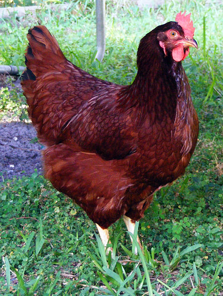 Chicken