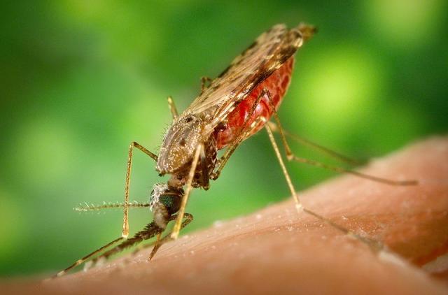 Anopheles (mosquito) Anopheles (mosquito)